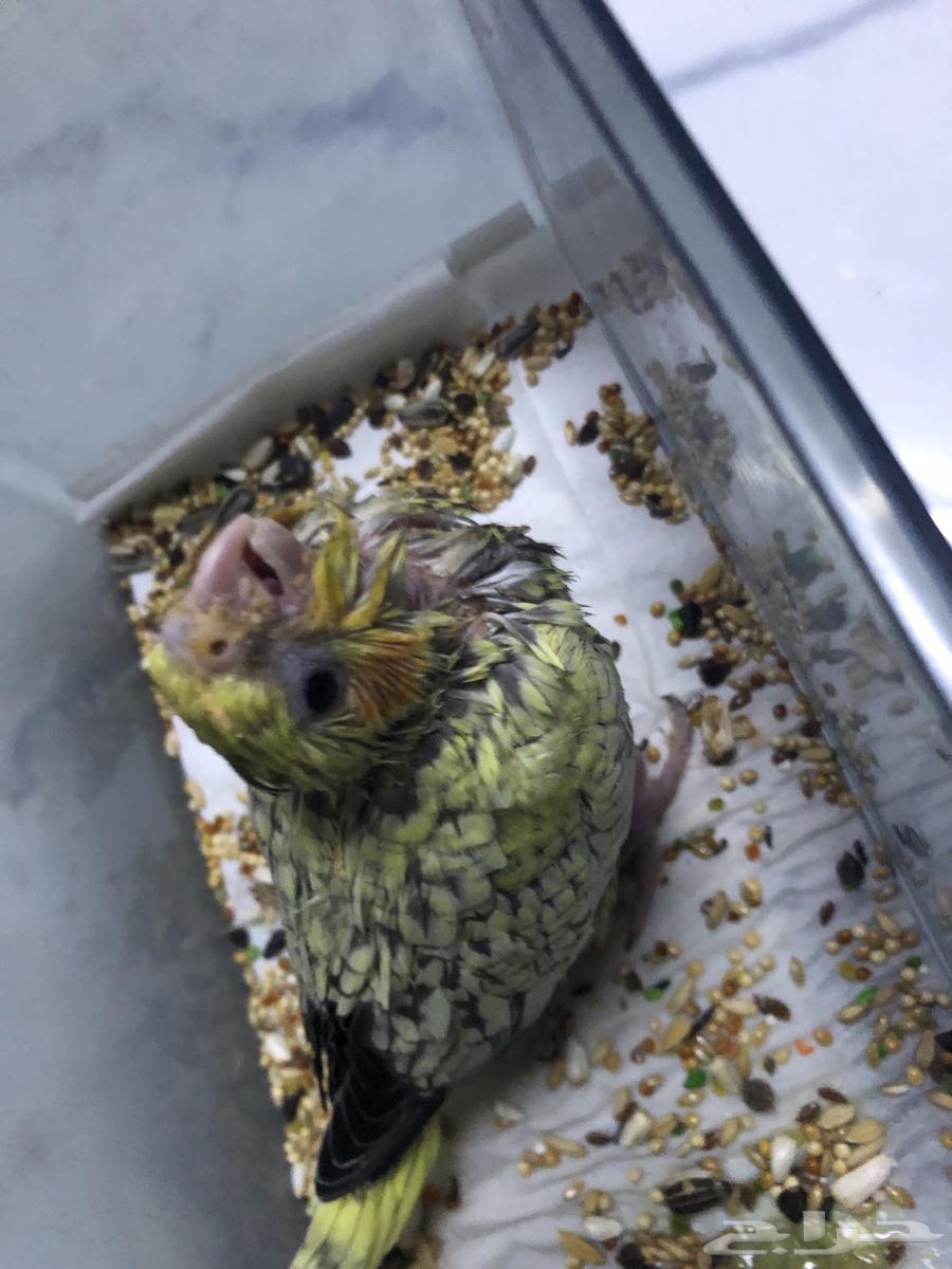 للبيع فرخ كروان كوكتيل64519130091393112