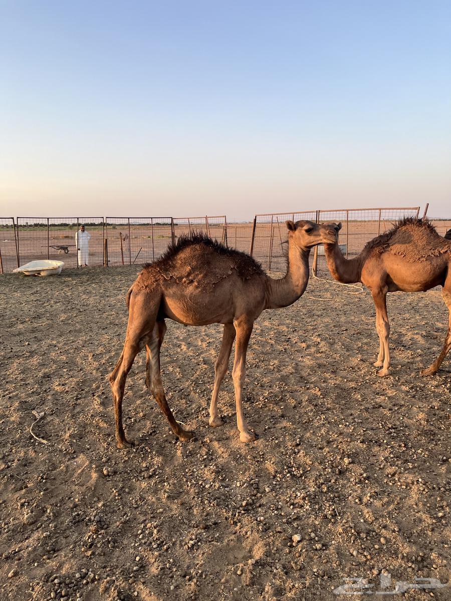 حشو للبيع اعمارها 8شهور64525219765889110