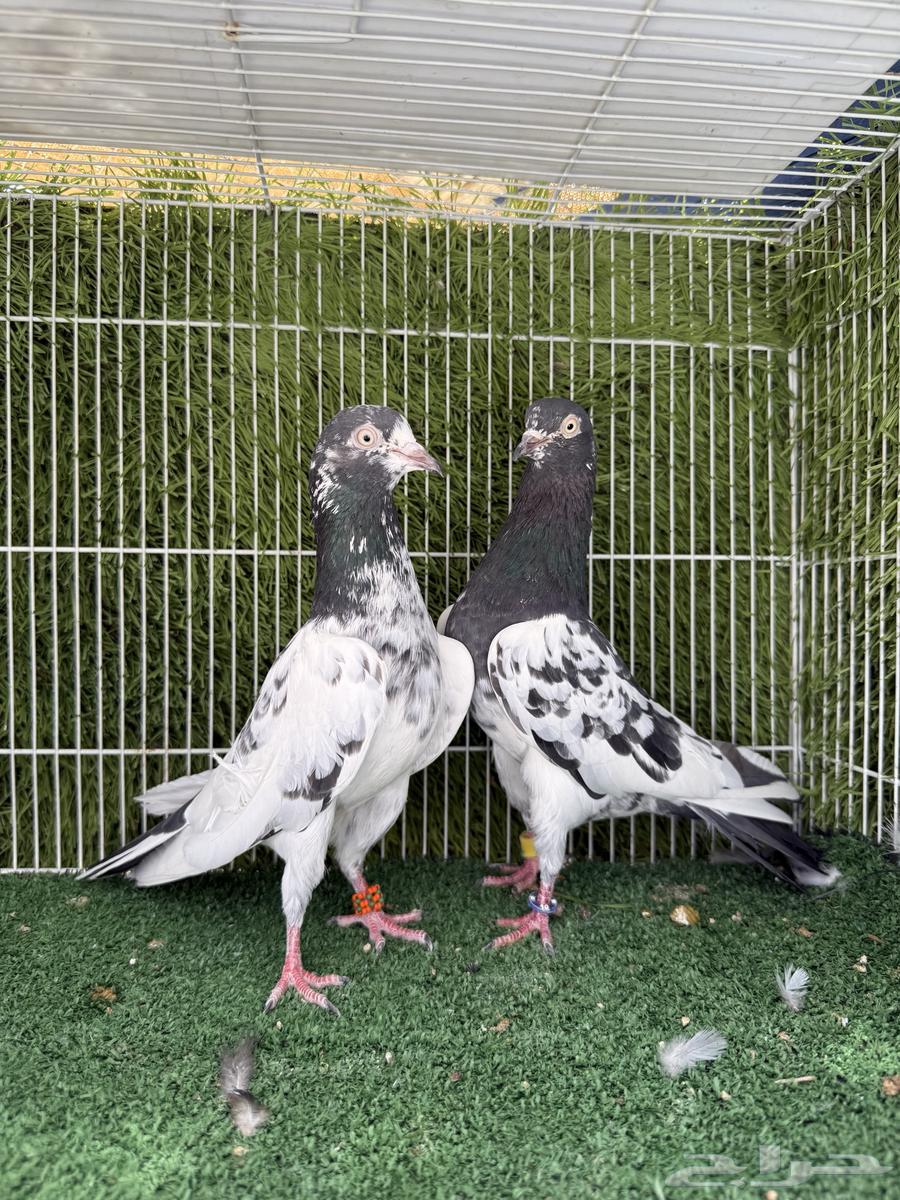 جوز تيدي اساس توب64519511806466113