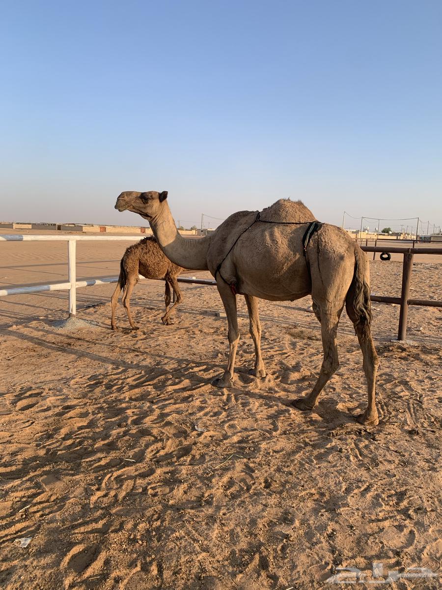 A female camel for sale, a gift with milk, along with a calf about four or five months old64523950289538113