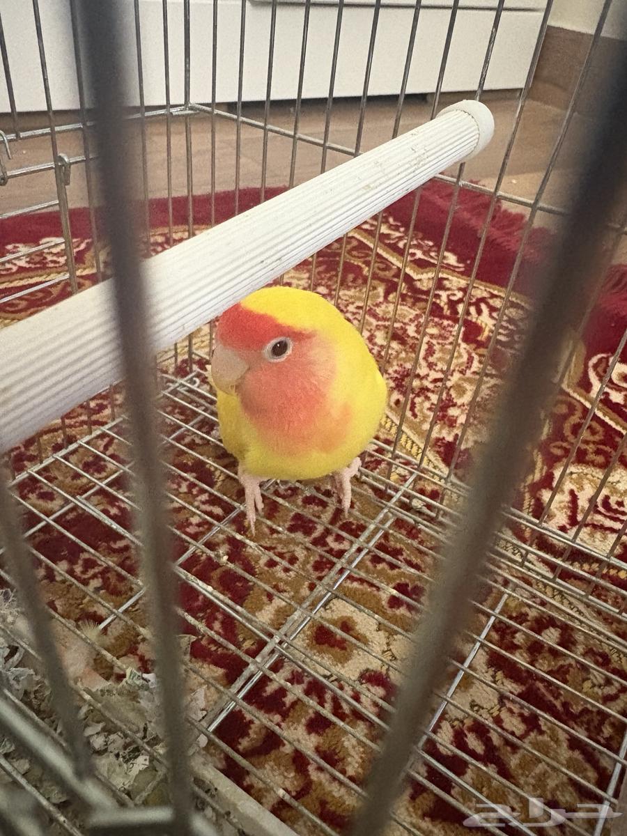 Latin Day64524083869185111