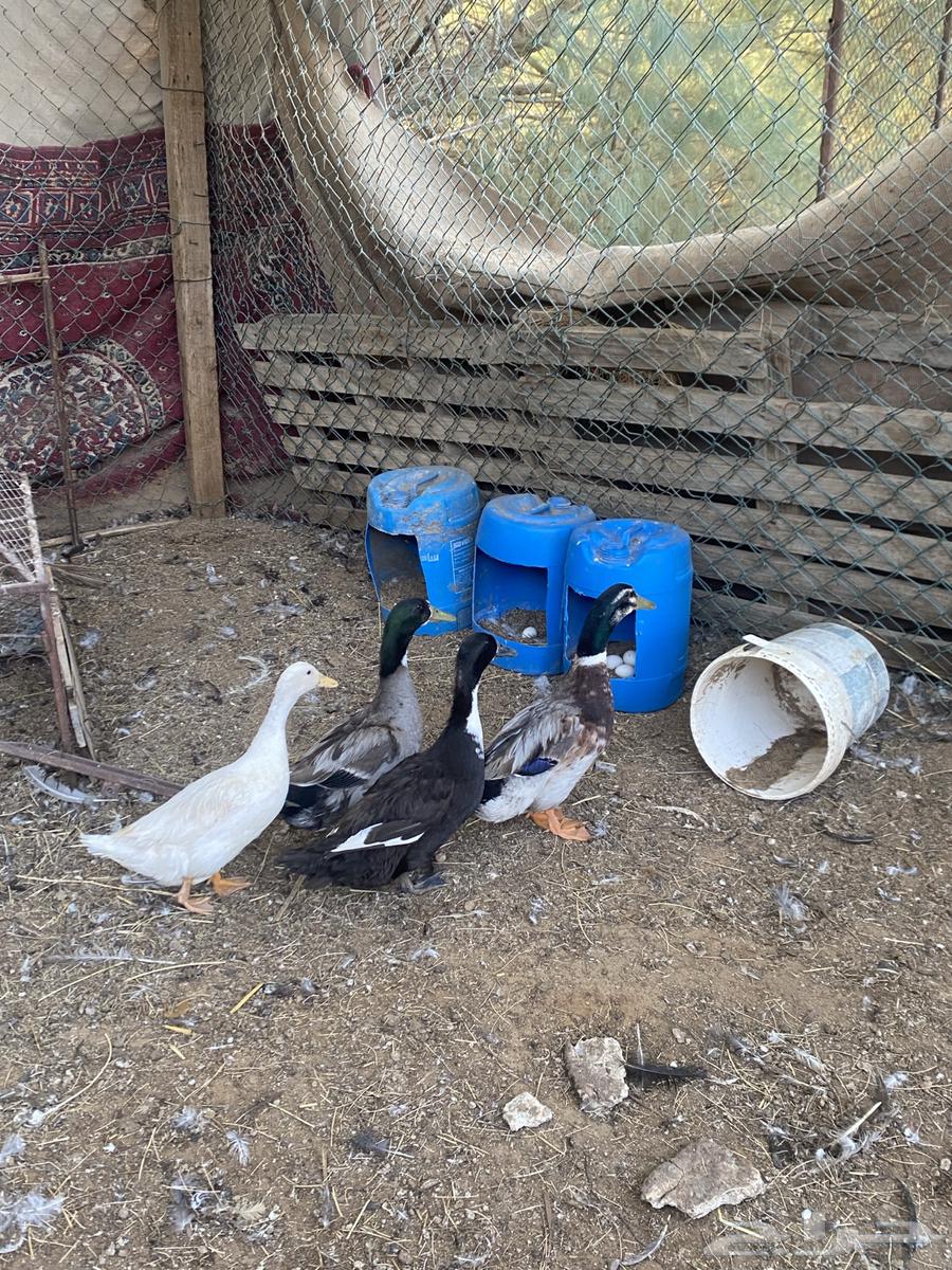 بط للبيع64525746372097112