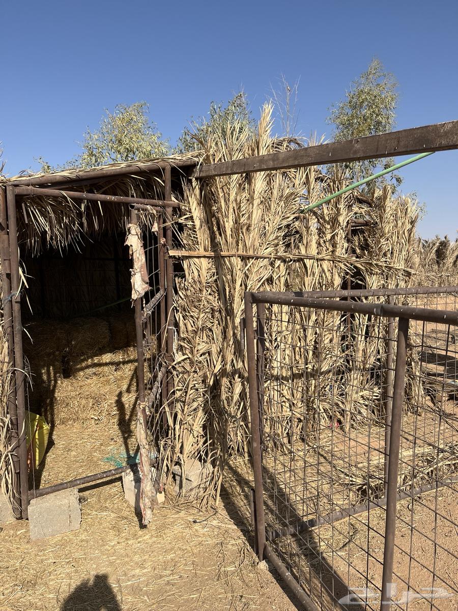 شبك غرفه 4 4 نضيف بس الباب مايل64520797724801110