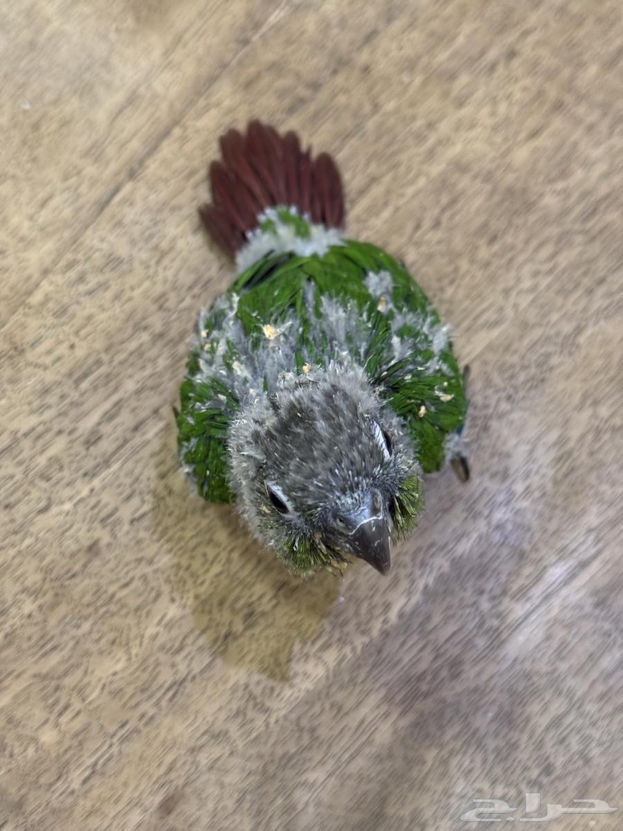 فرخ كنيور قرين شيكد (((تم البيع تم تحويل عمولة الموقع)))64522767483779112