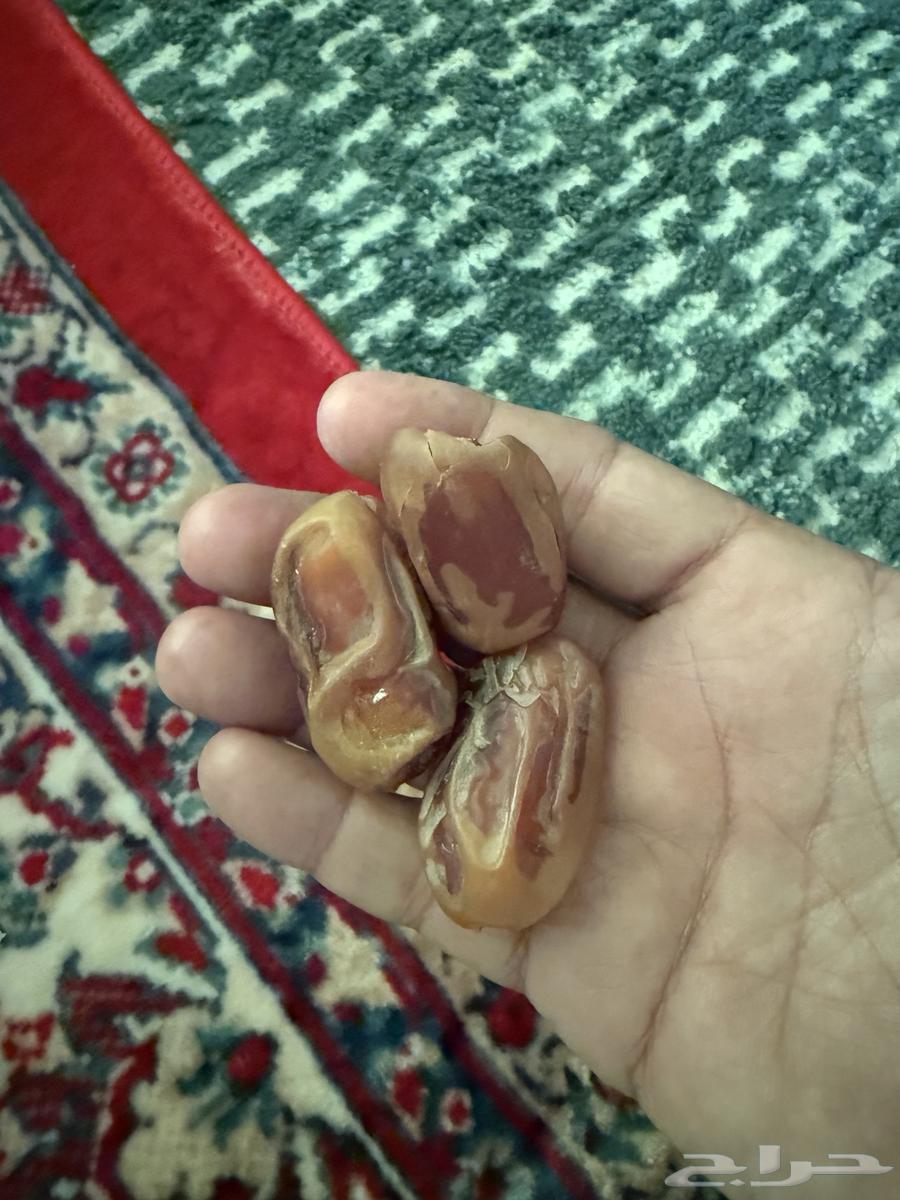 تمر اخلاص للبيع64522711494147112