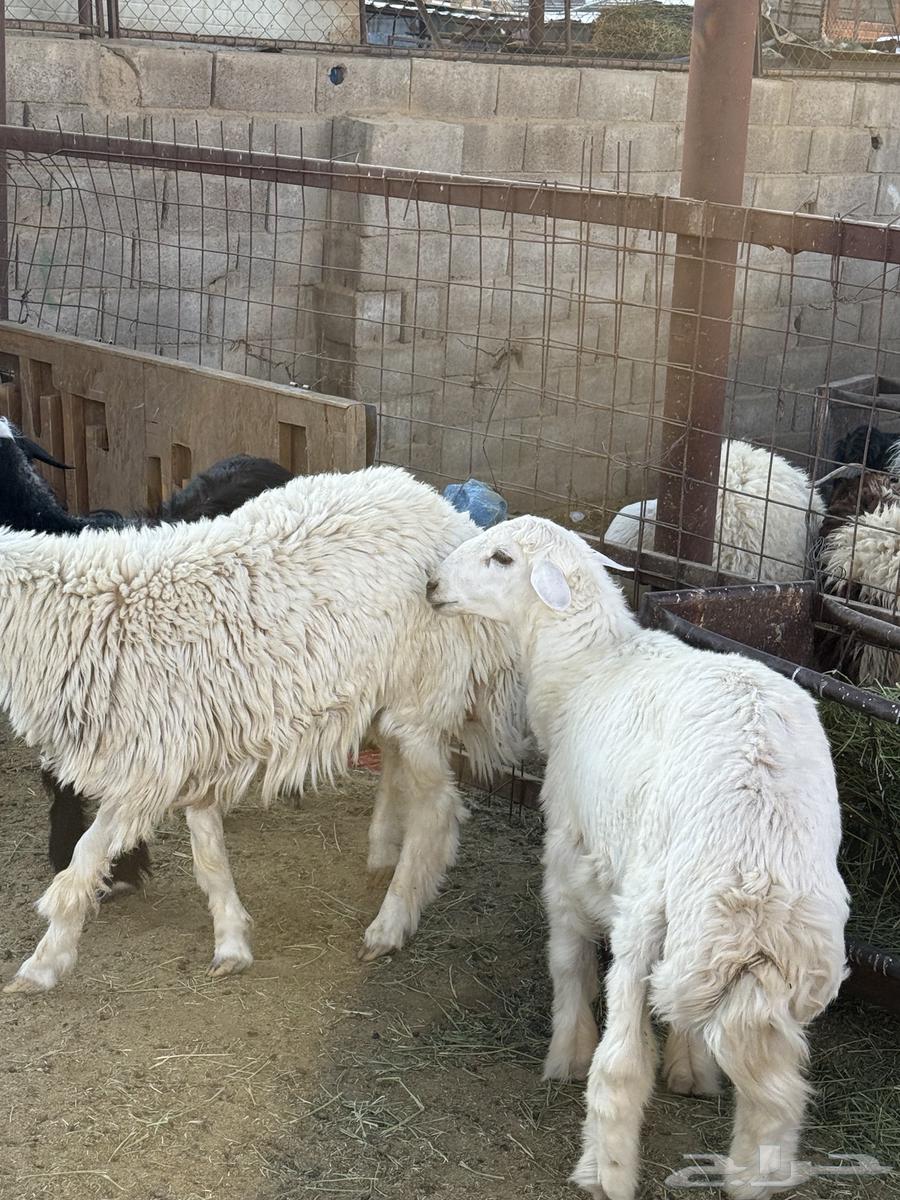 طليان وتيوس ذبايح نظيفه ع الشرط ( سلخ وتوصيل )64520968752513113