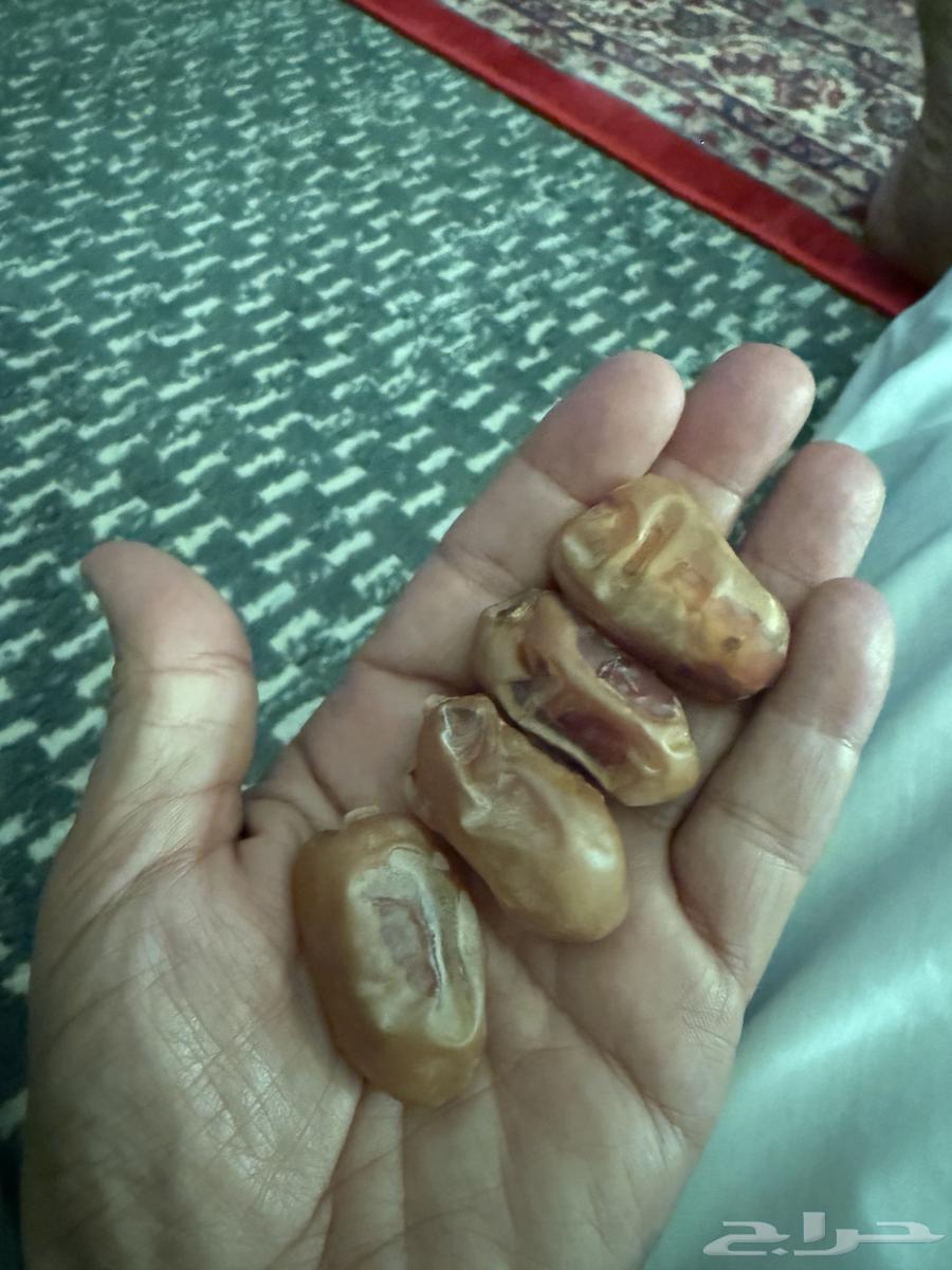 تمر اخلاص للبيع64522711494147110