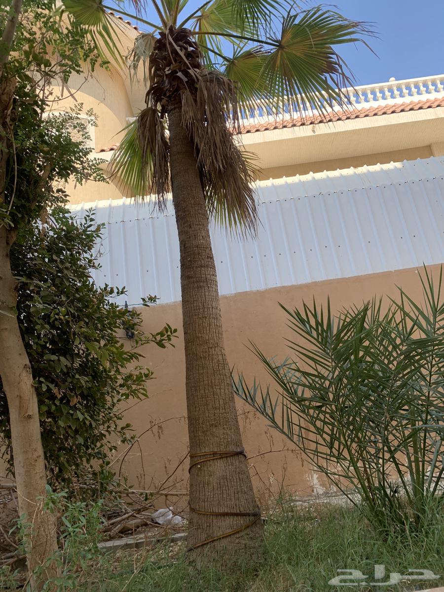 نخل واشنطني64524946811266113