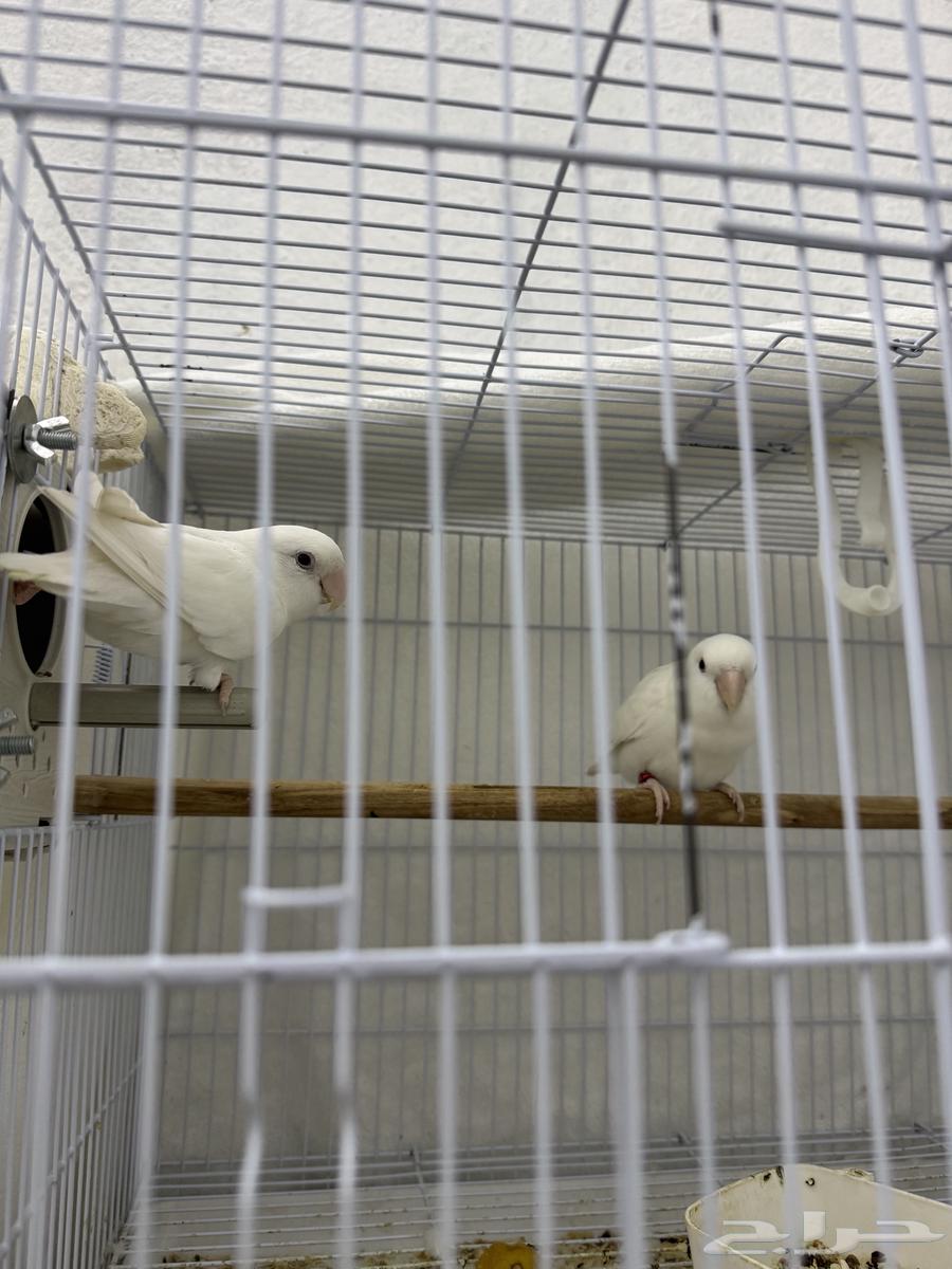 جوز روز البينو64520034416515110