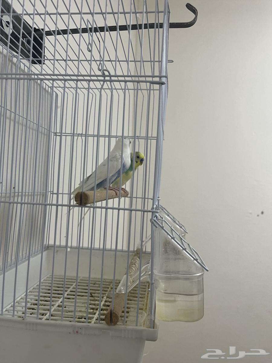 طيور بادجي للبيع64524850526977110