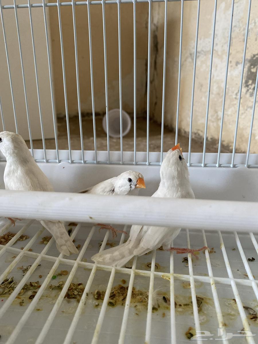 ثلاث اناثي طيور زيبرا64523569910402111