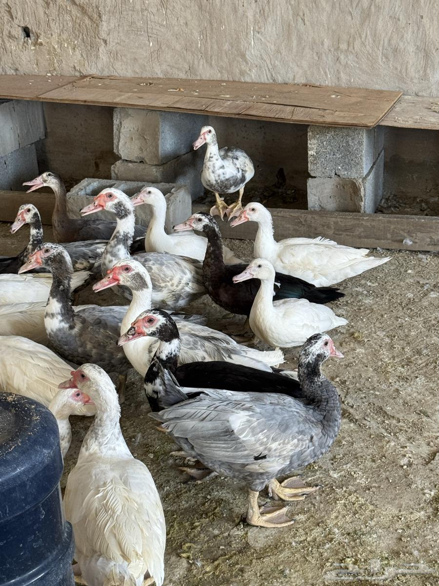 بط بلدي64521497099651111