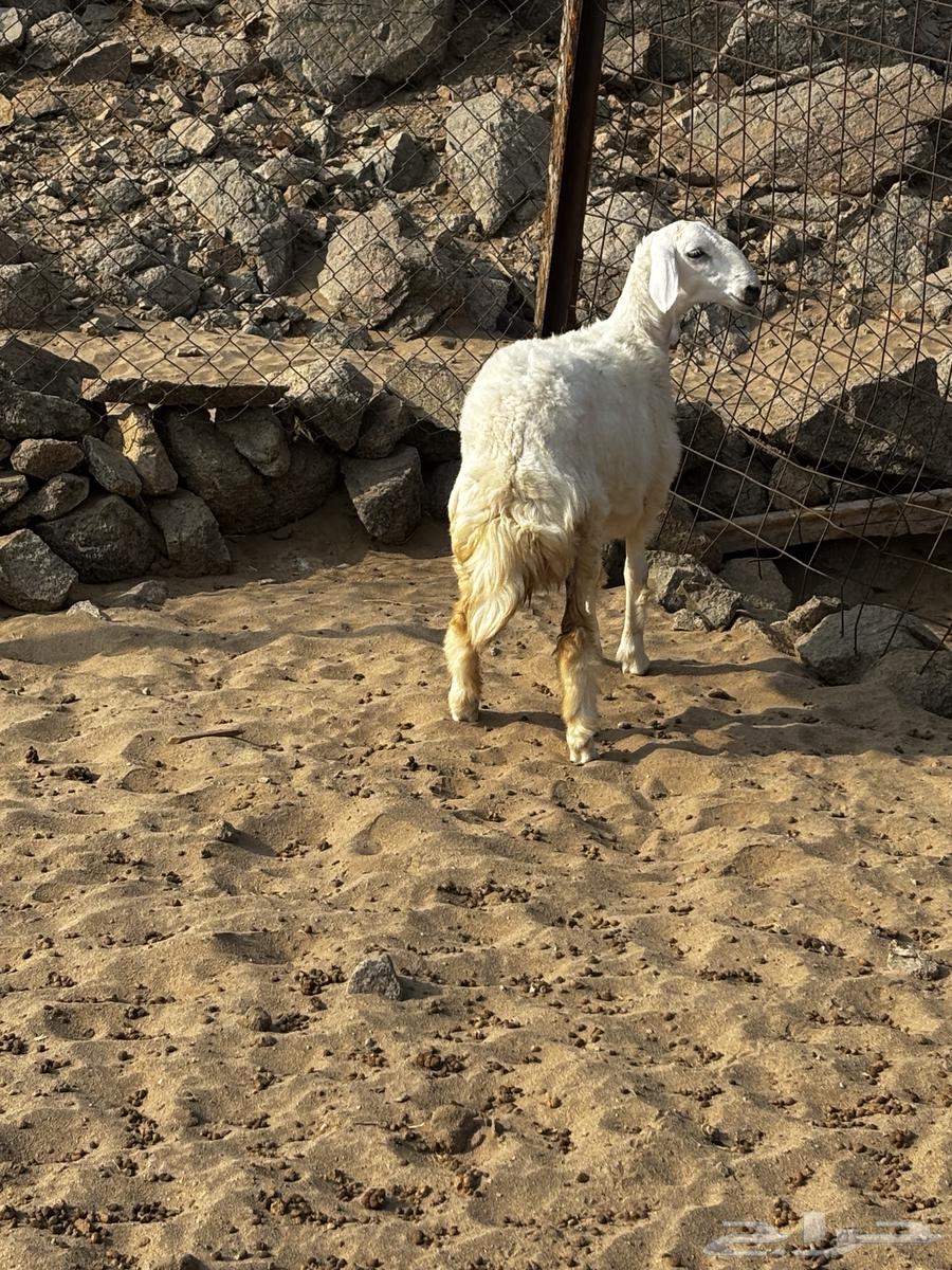 الشميسي طريق الخواجات64521893009154110