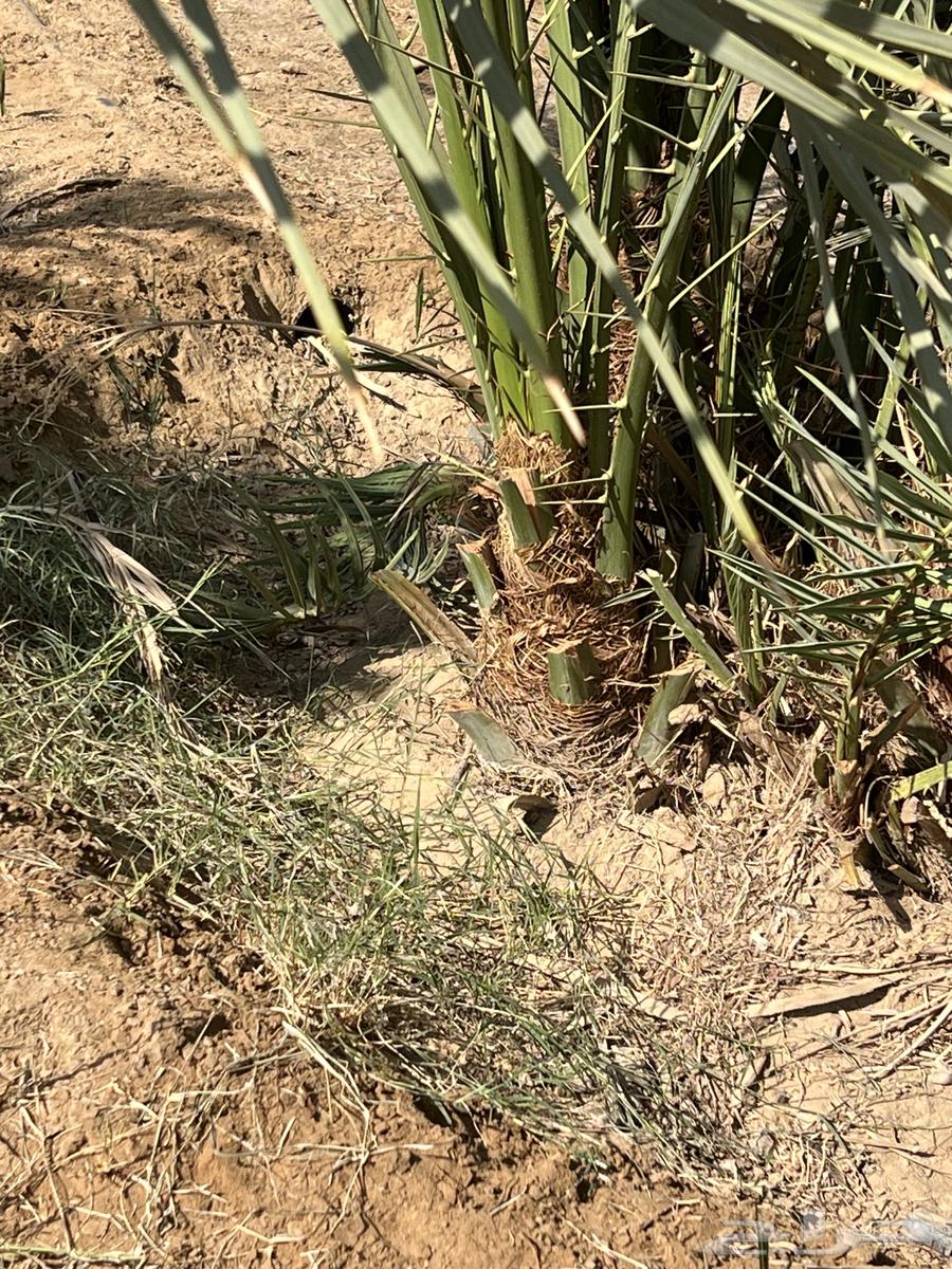 لبيع نخل جتيث خلاص64526050978049110