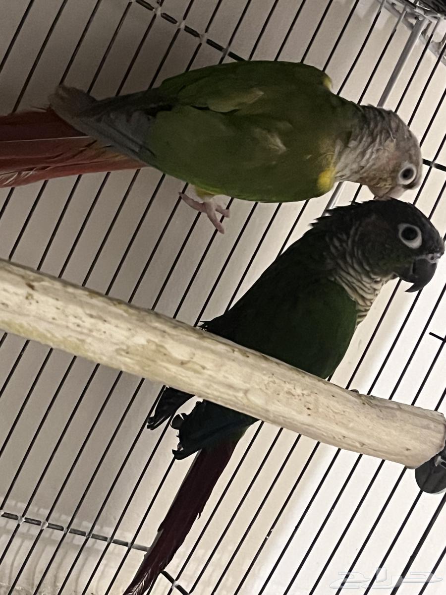 Josin Keniour64525676853506114