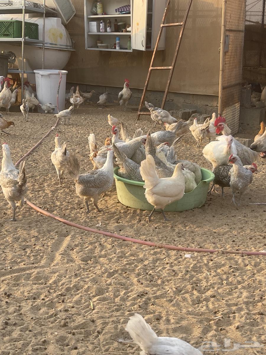 دجاج فيومي المنيوم وشبابي وذهبي ( تم البيع )64524020309122114