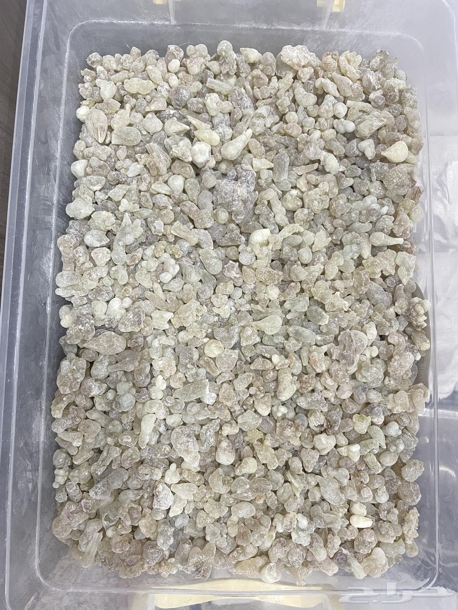 لبان ذكر حوجري للأكل جديد64525649756163111