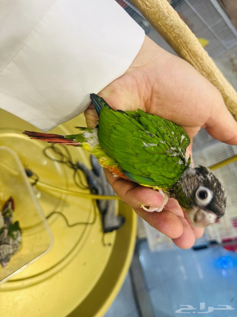 فروخ كنيور(تم البيع64519144331394112