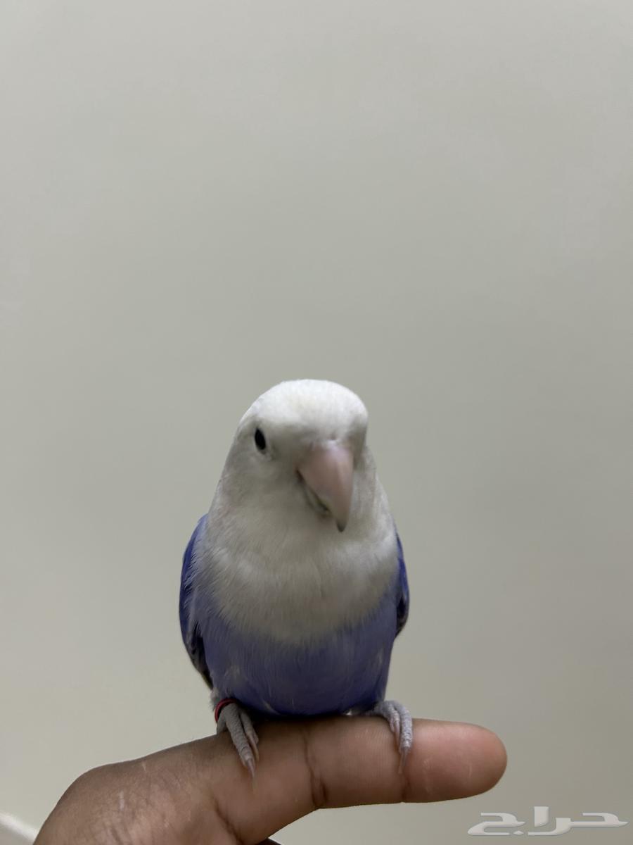 جوز روز اليف وجاهز للأنتاج64525386588035111