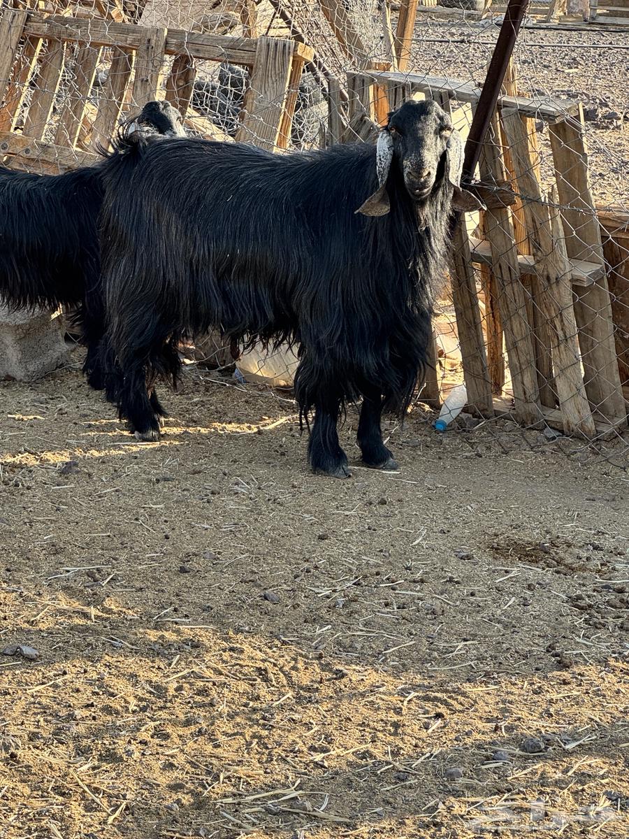 تيس فحل للبيع64523654791427110