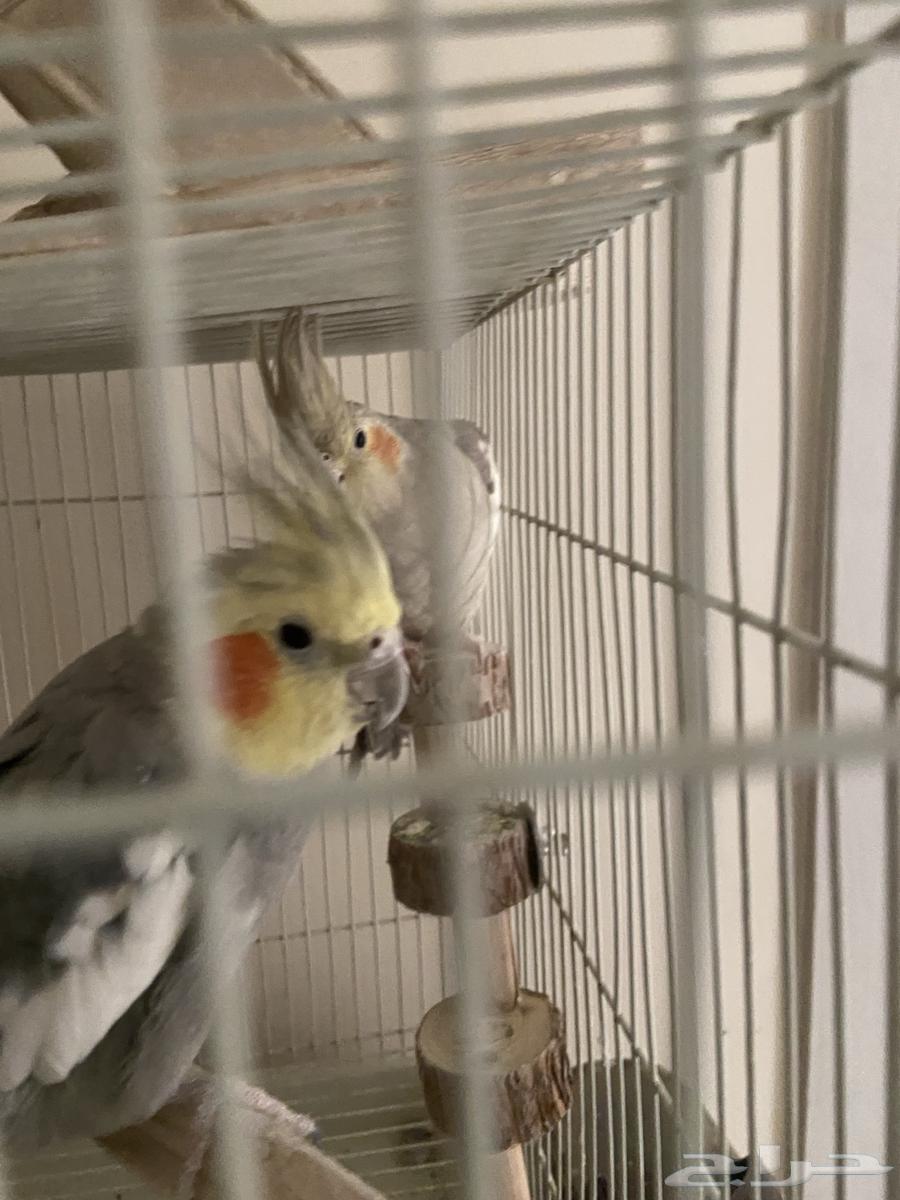 طيور كوكتيل للبيع64525926073730113