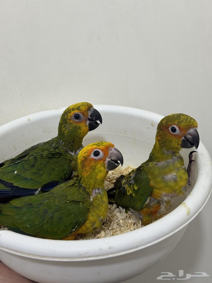 فروخ صن كنيور نهاية غر64481250700929110