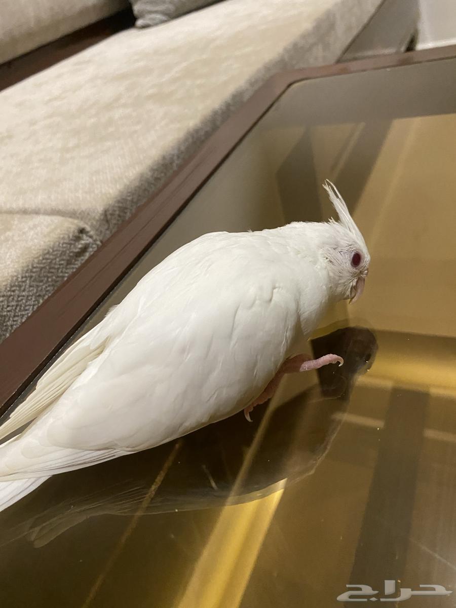 فرخ كروان البينو (تم البيع)64525261827969111