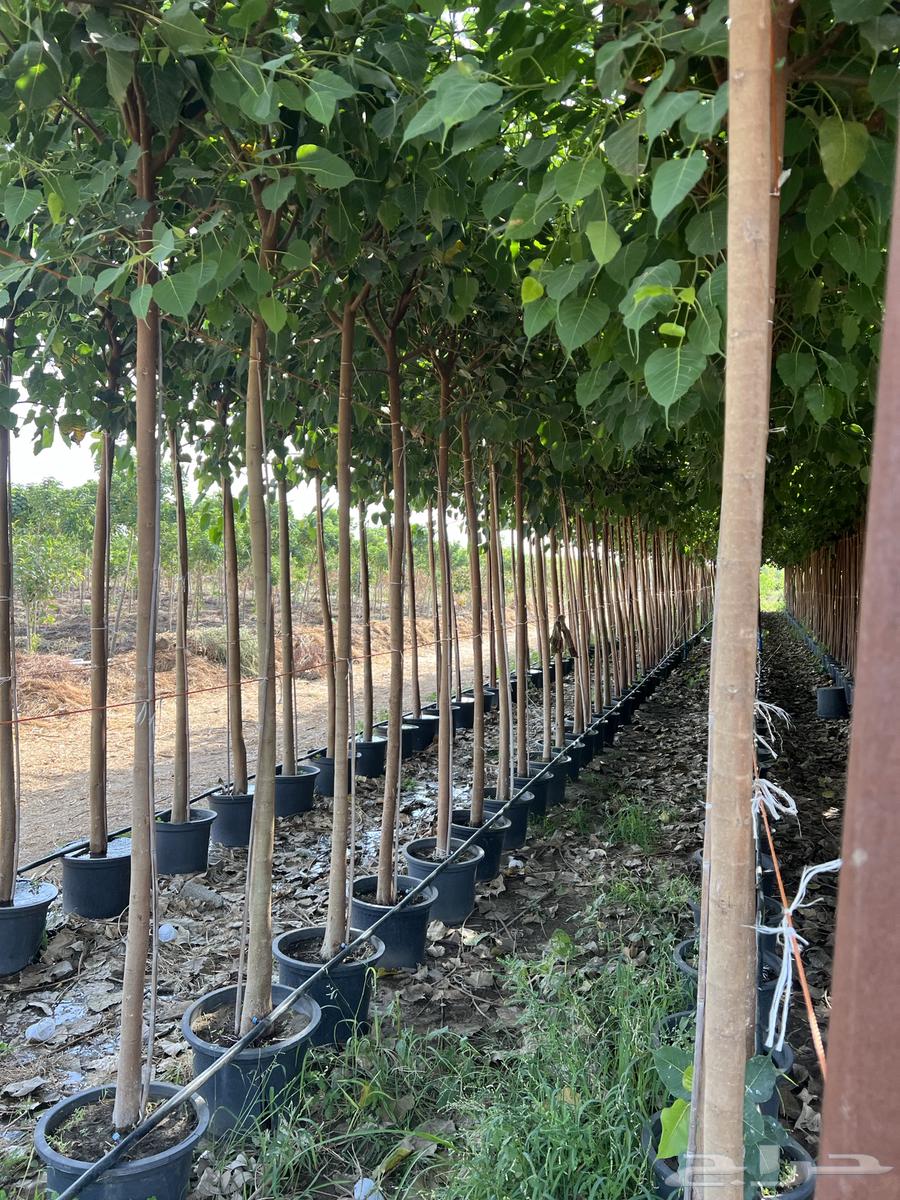 Nursery Selling Trees and Palms in Bulk64523696881283111