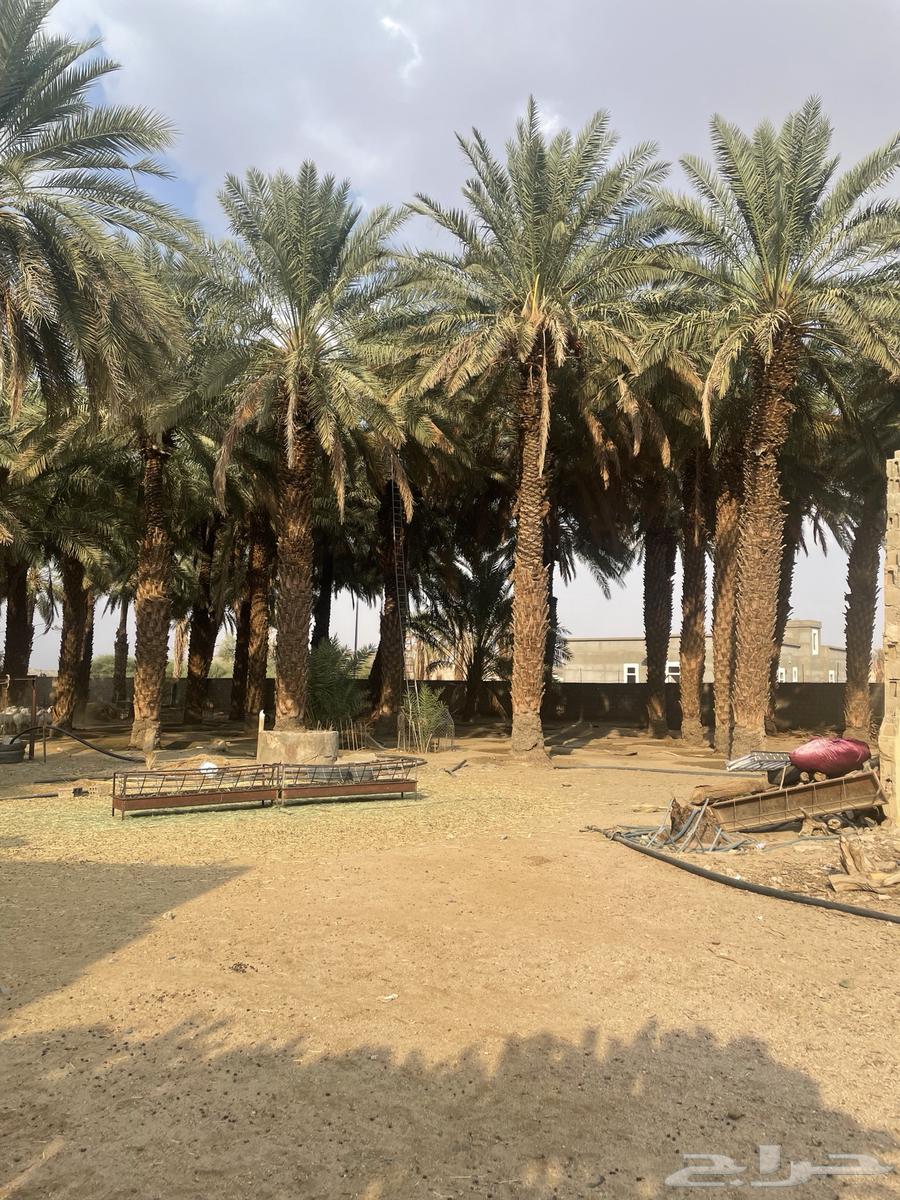 نخل للبيع كبار64518988641922110