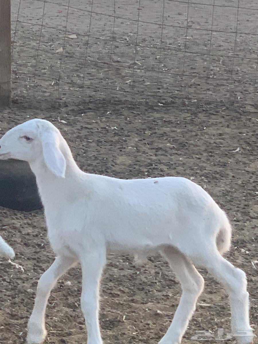 Conditional Class Release64520797782915114