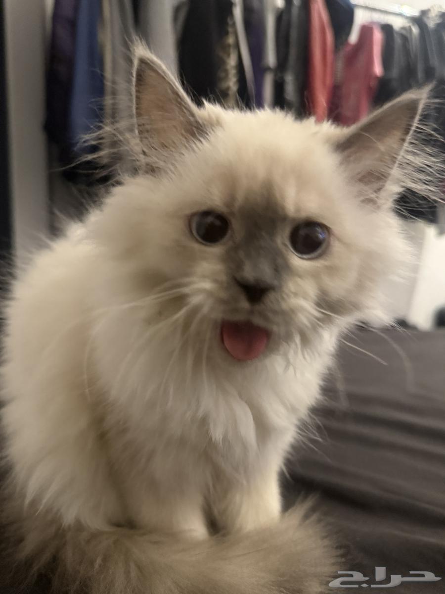 قطه هملايا64519709559811110