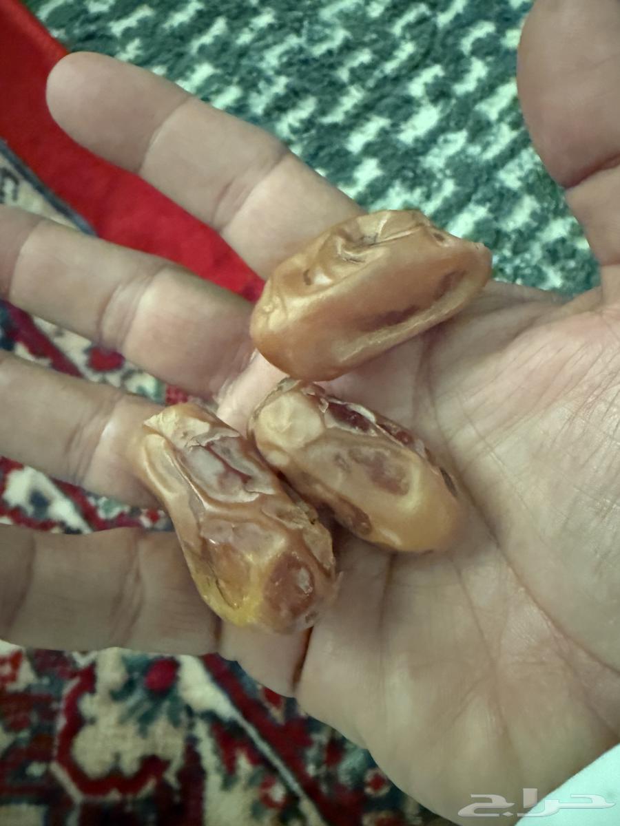 تمر اخلاص للبيع64522711494147111