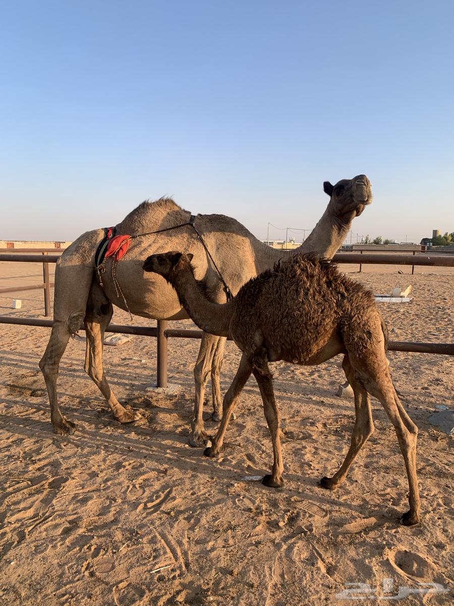 A female camel for sale, a gift with milk, along with a calf about four or five months old64523950289538110