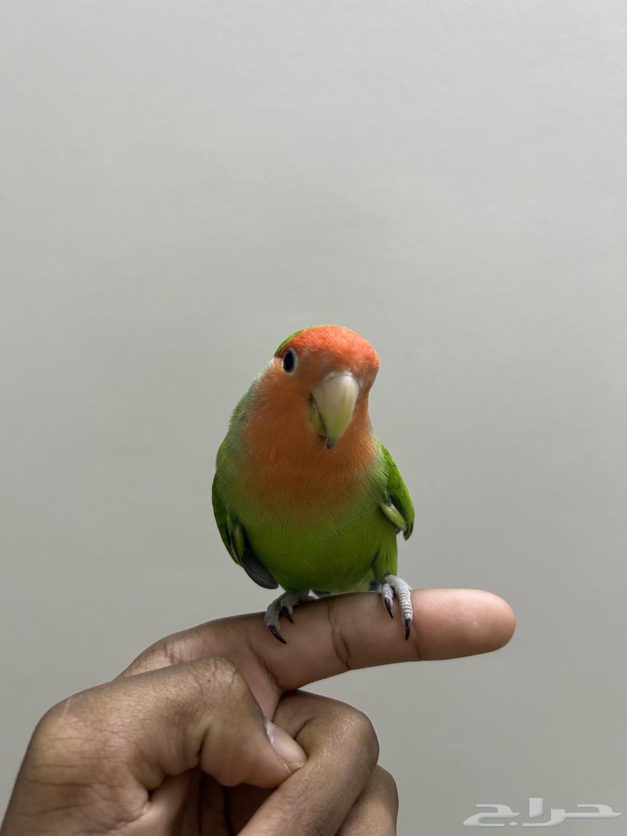 جوز روز اليف وجاهز للأنتاج64525386588035112