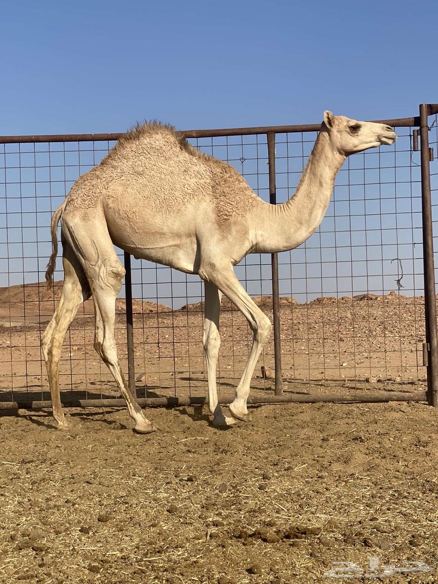 بكره للبيع64519455192450111