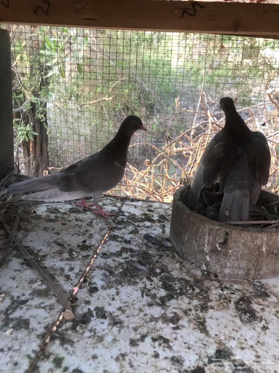 صنعاني اصيل شيبه64520261534979112