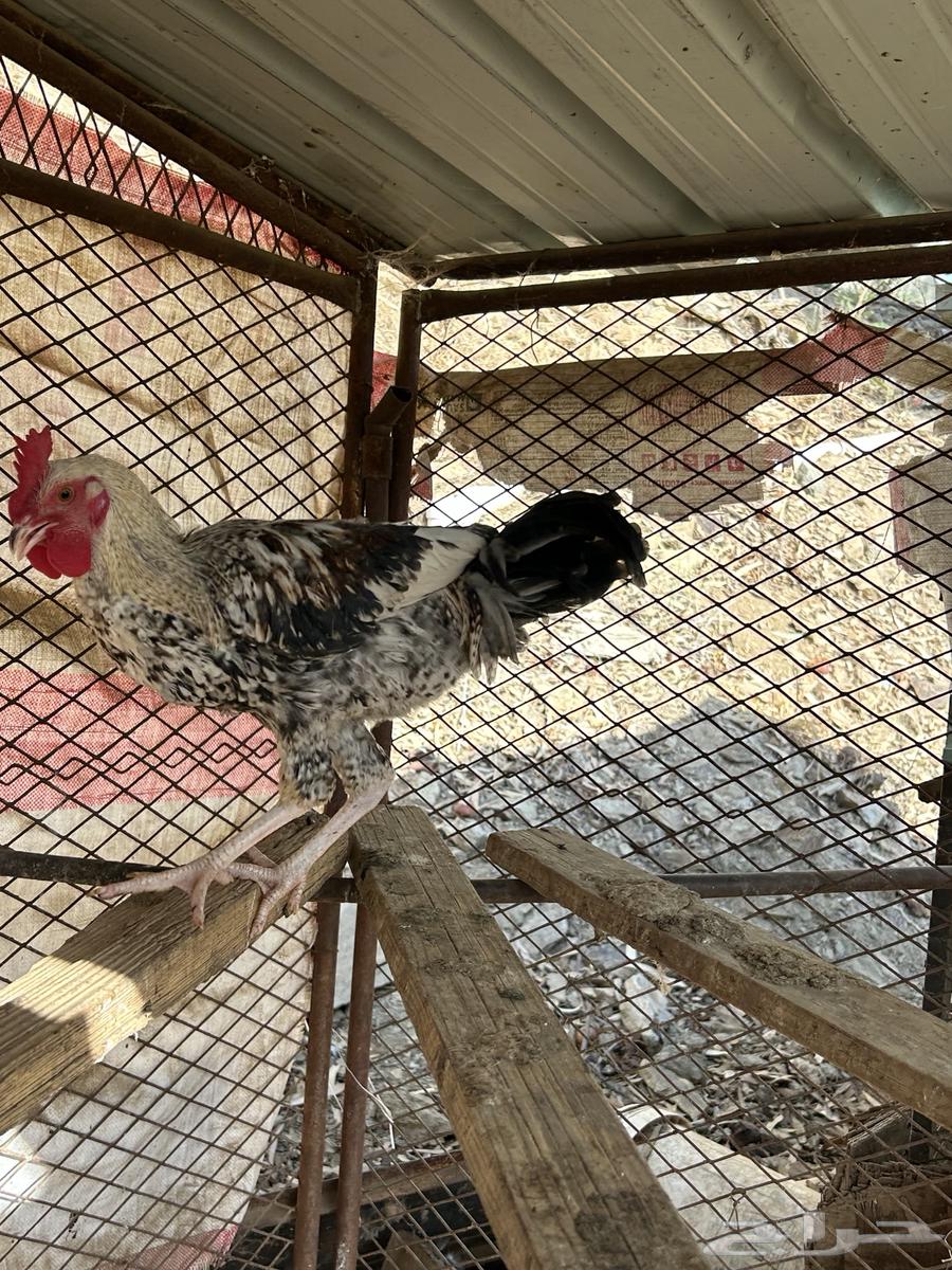 ادياك للبيع64525275623043110