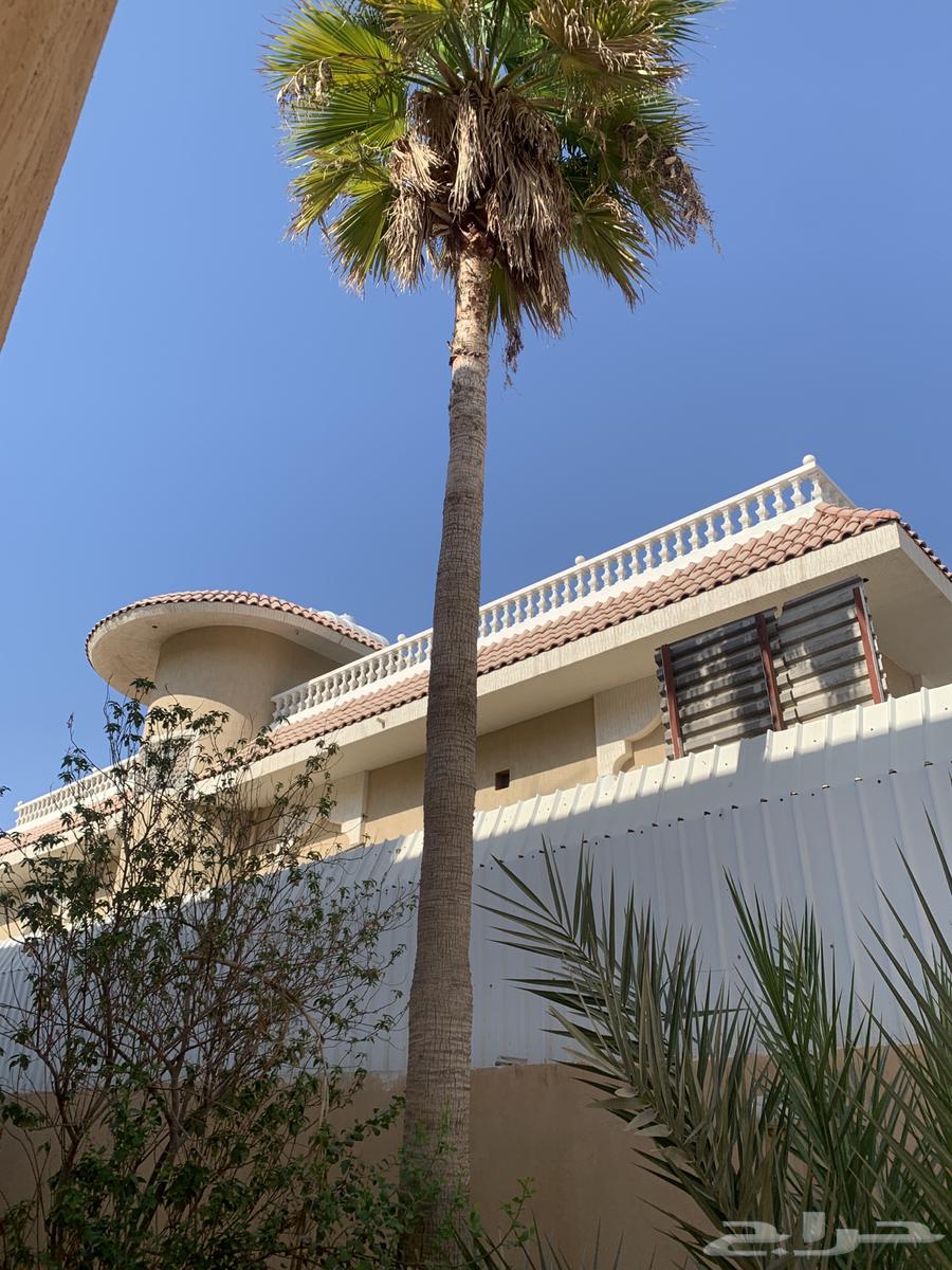 نخل واشنطني64524946811266110