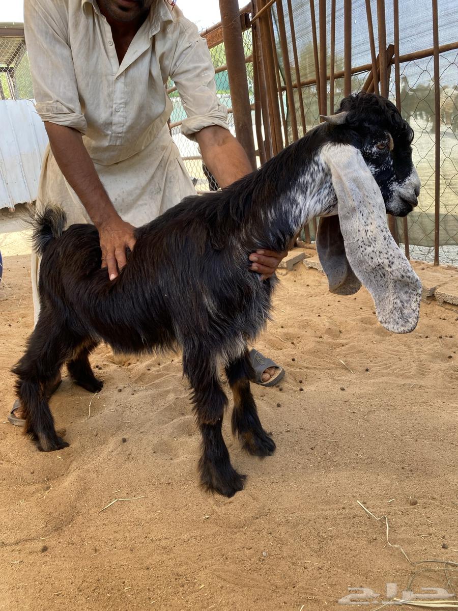 للبيع تيس وجفره عارضيات صنف64521197309826111