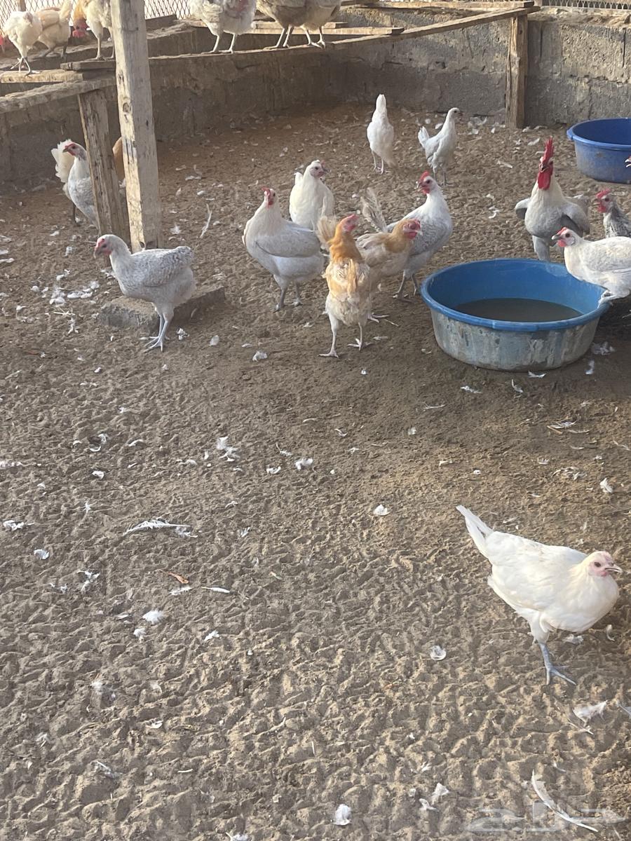 دجاج فيومي المنيوم وشبابي وذهبي ( تم البيع )64524020309122112