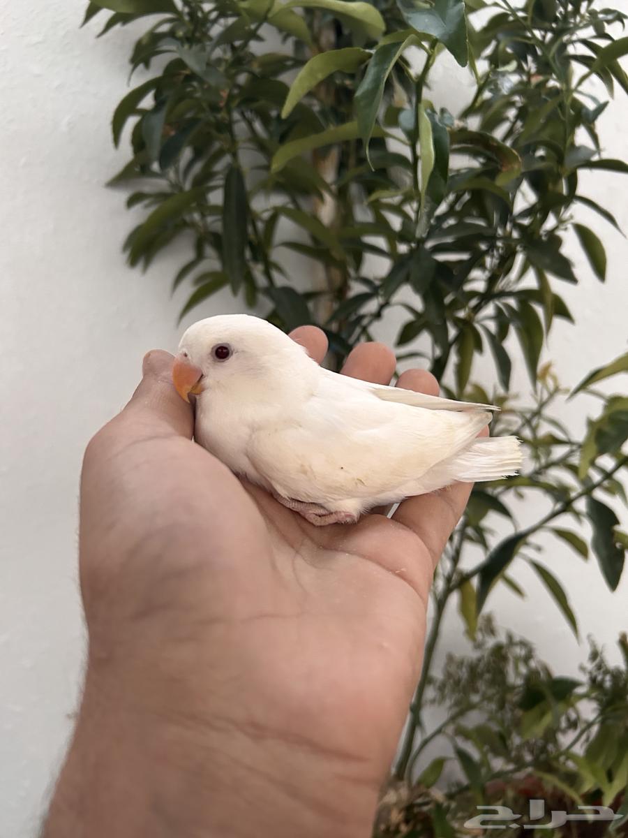 Affectionate chick, internal threat, and crazy rooster64525787677441110