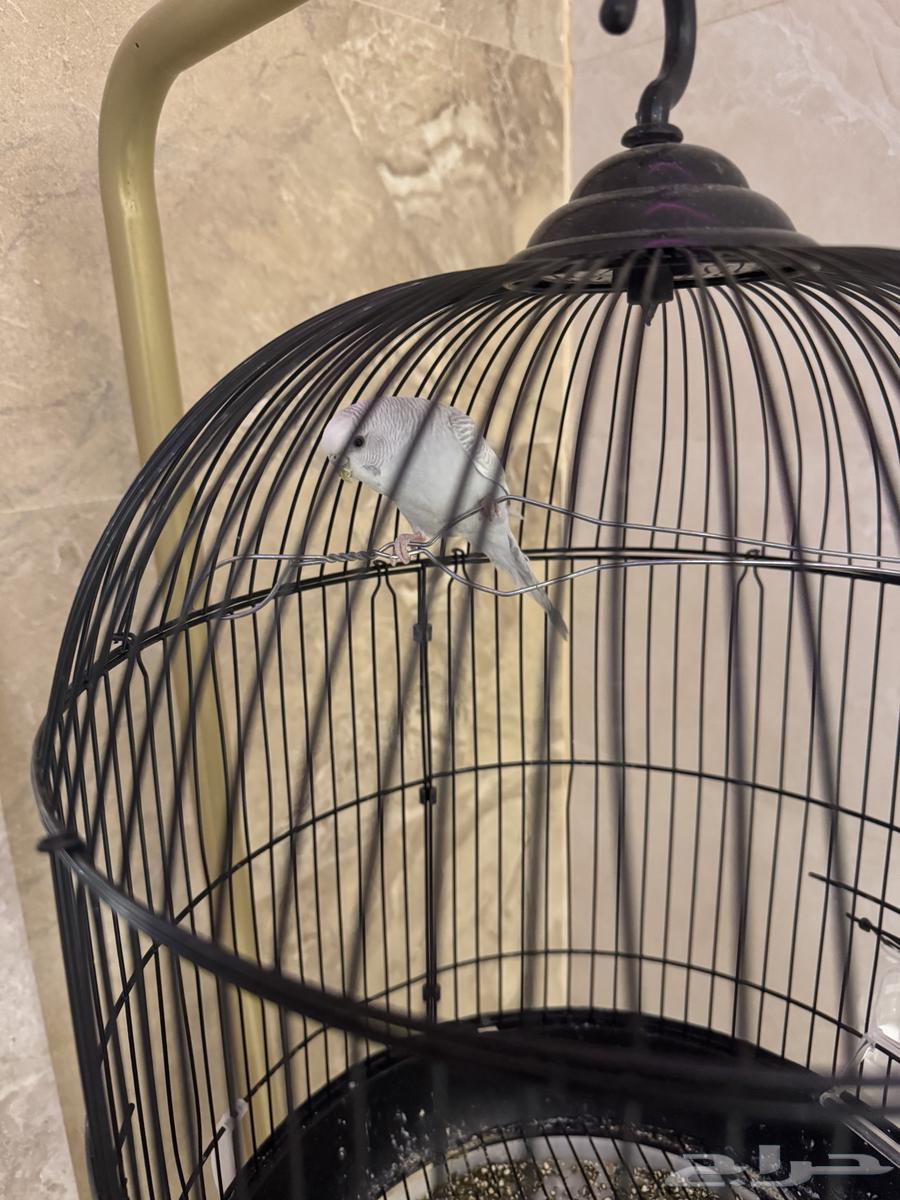 عصفور للبيع64525358908801110