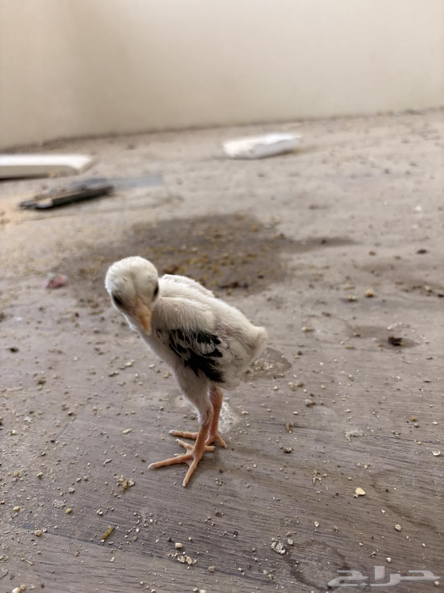 فرخ شامو ياباني اوساكا64520516084226110