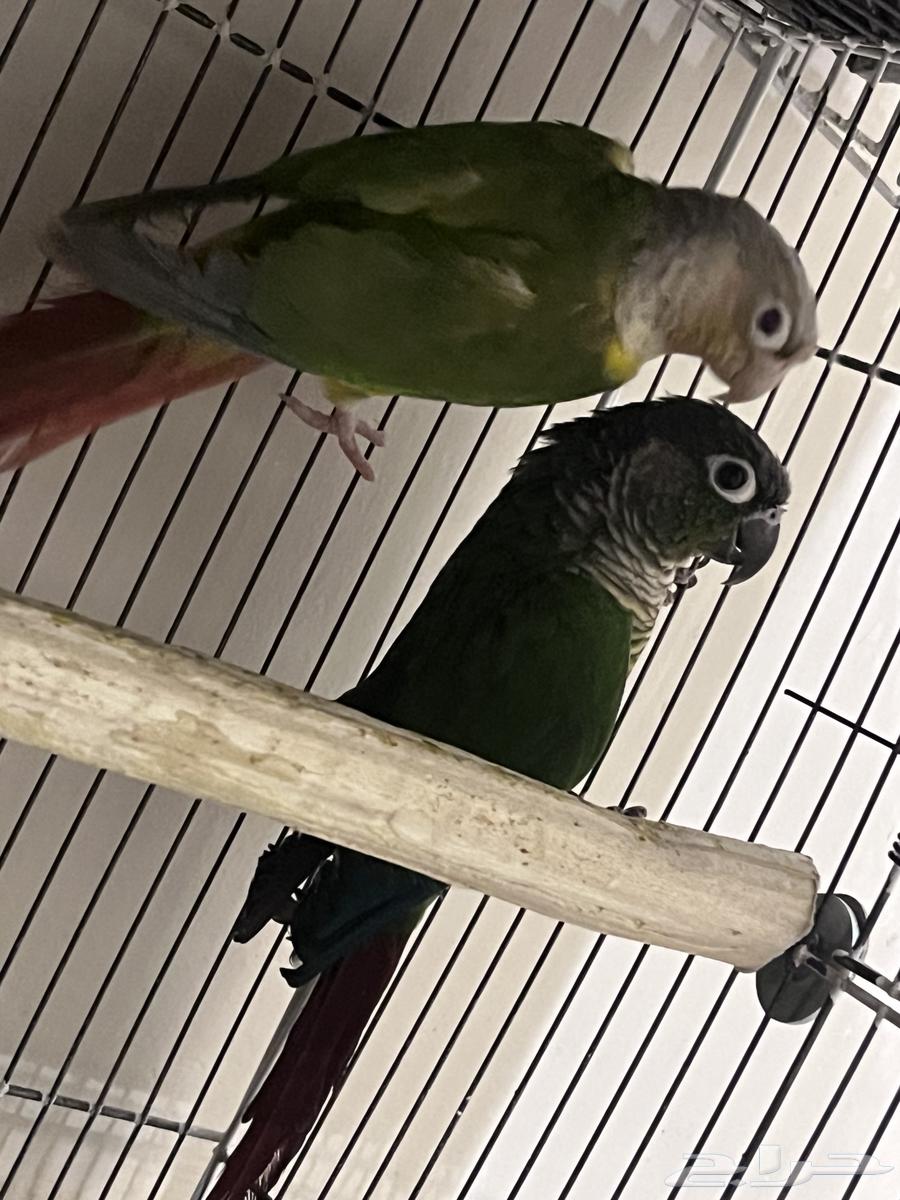 Josin Keniour64525676853506113