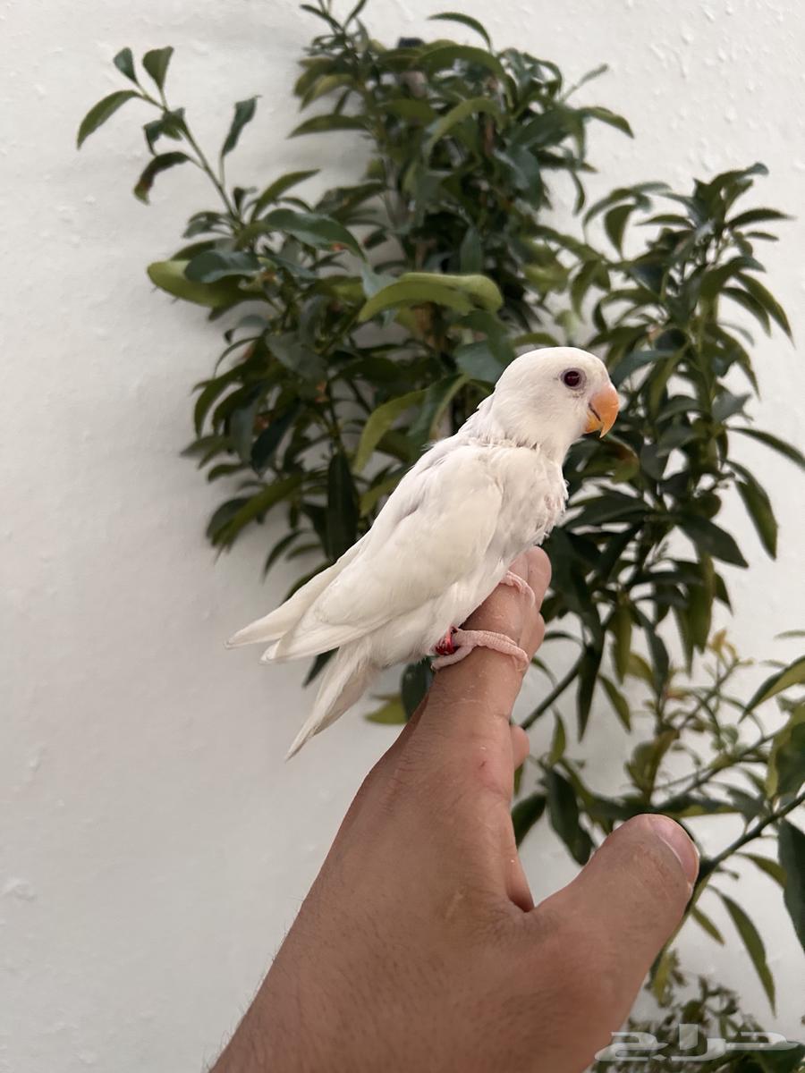 Affectionate chick, internal threat, and crazy rooster64525787677441113