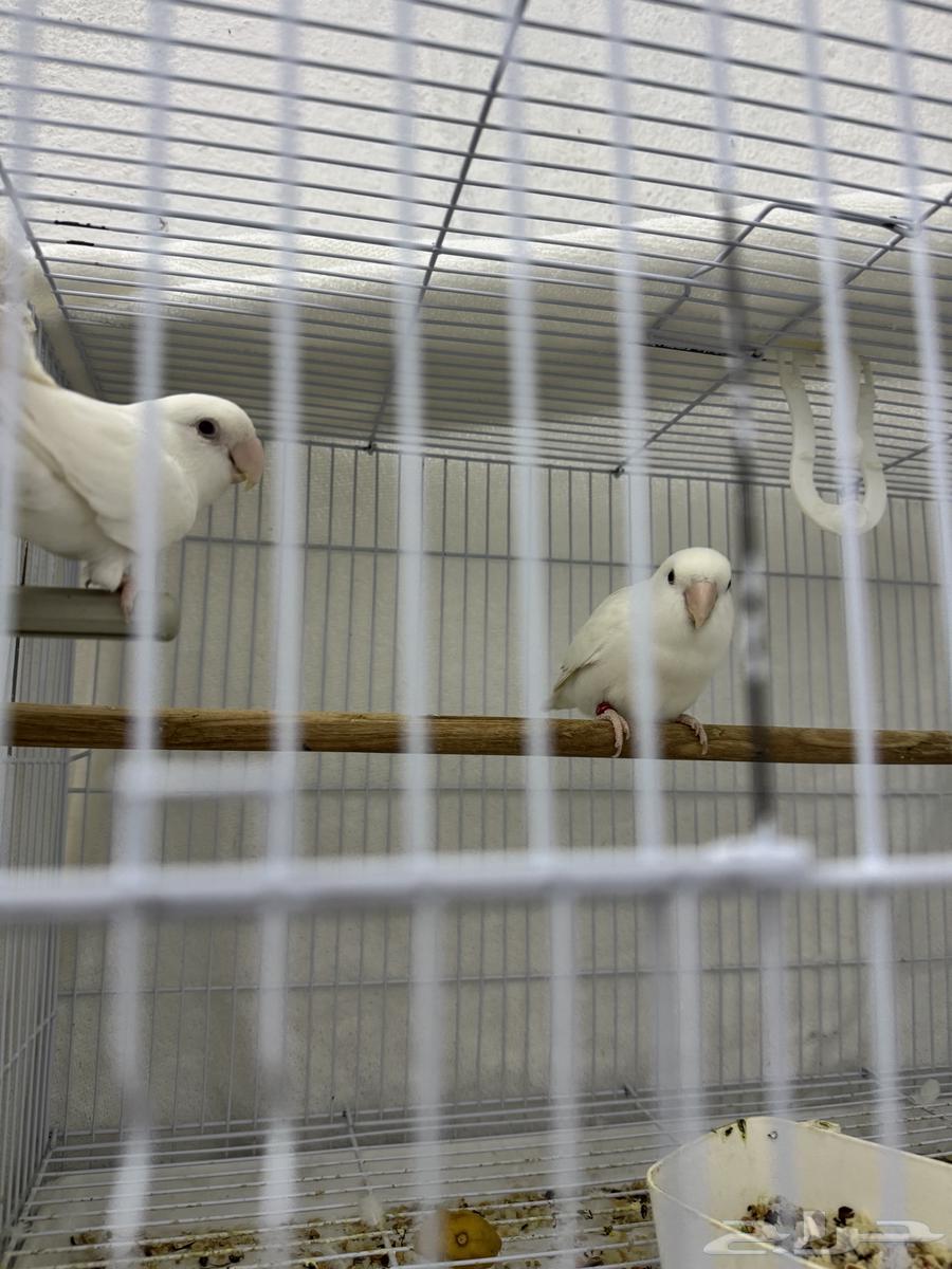 جوز روز البينو64520034416515111