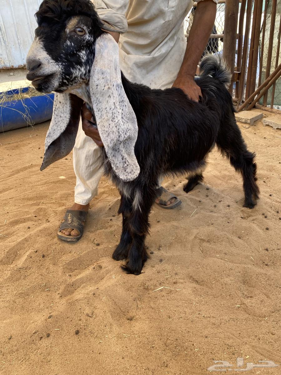 للبيع تيس وجفره عارضيات صنف64521197309826112