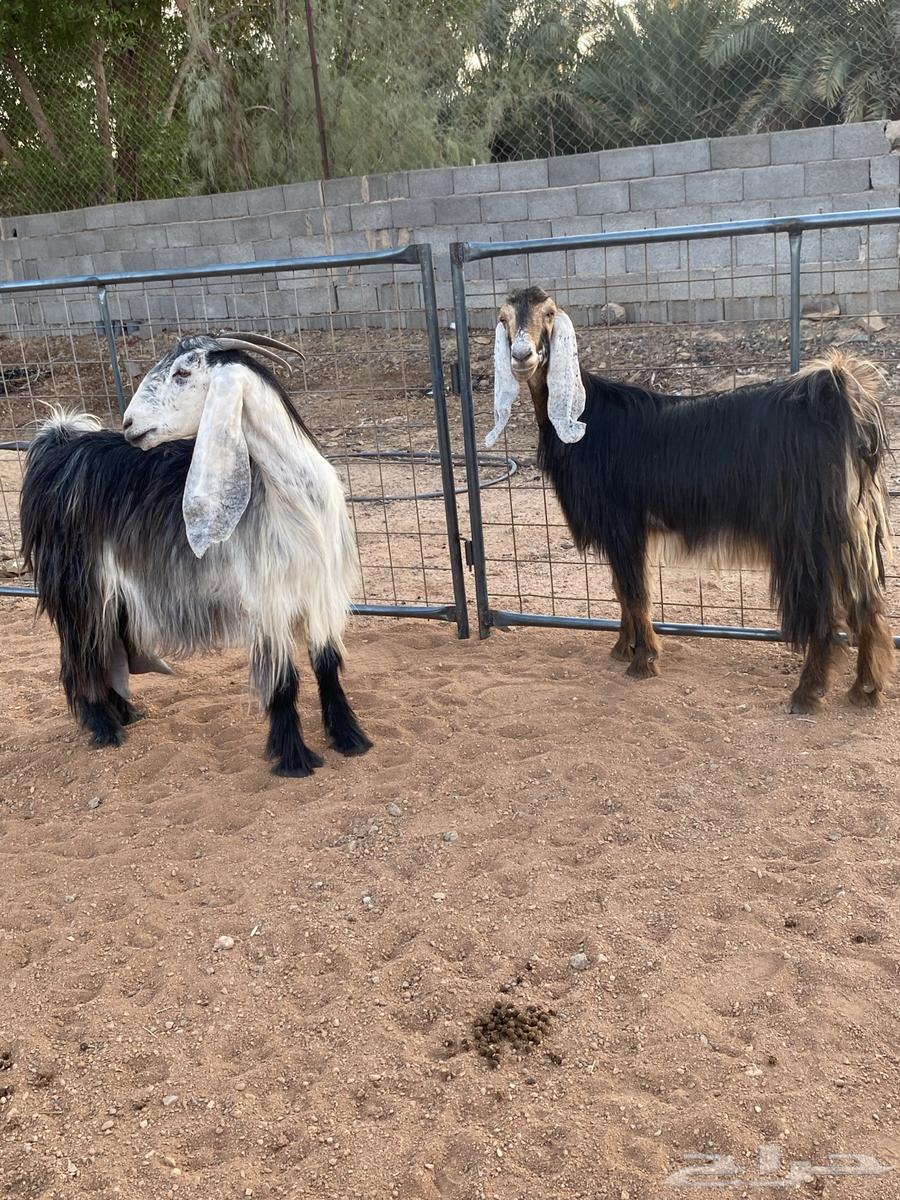 Goat with Four-Horned Rams (Sold)64524614965633113