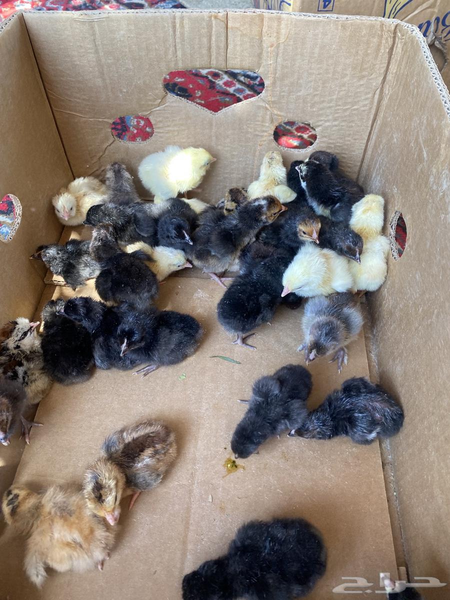 Incubator64521311828867112