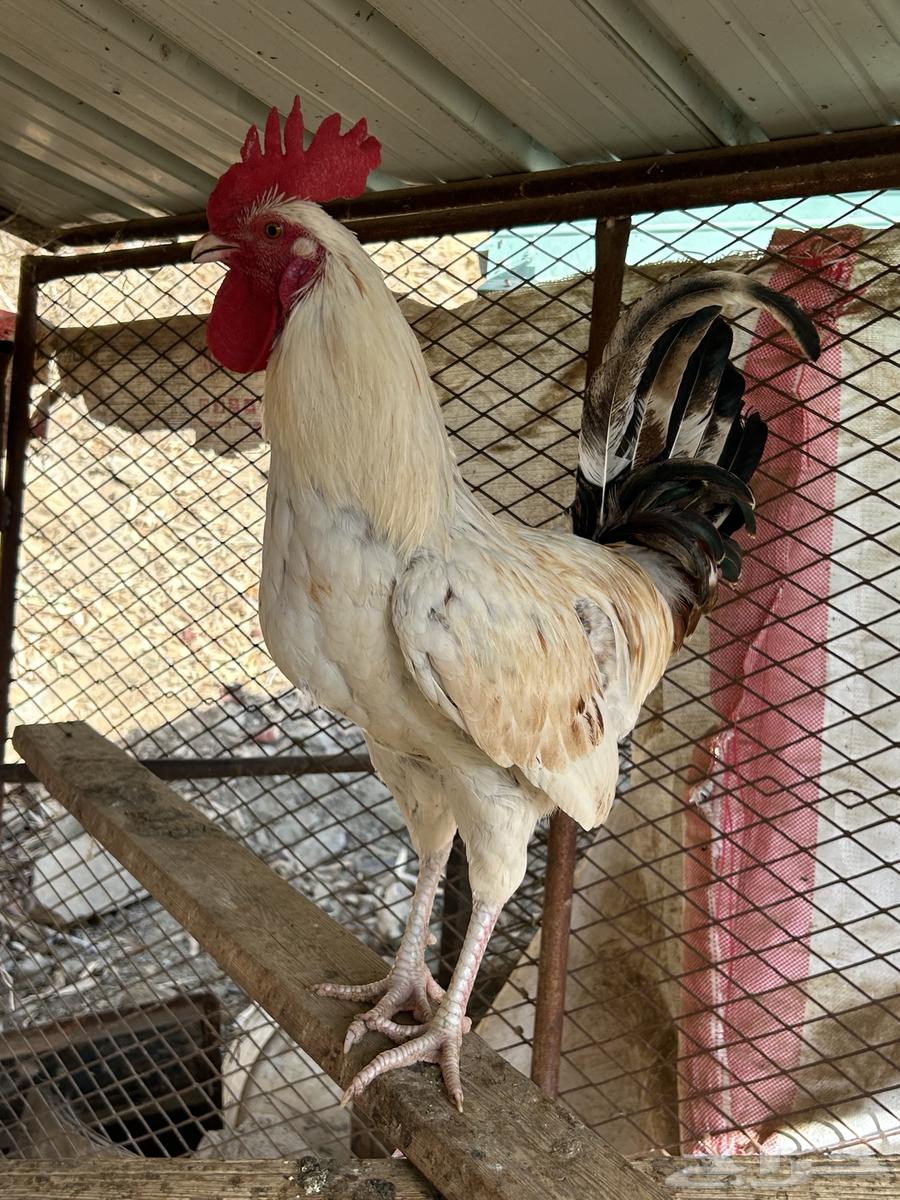 ادياك للبيع64525275623043111